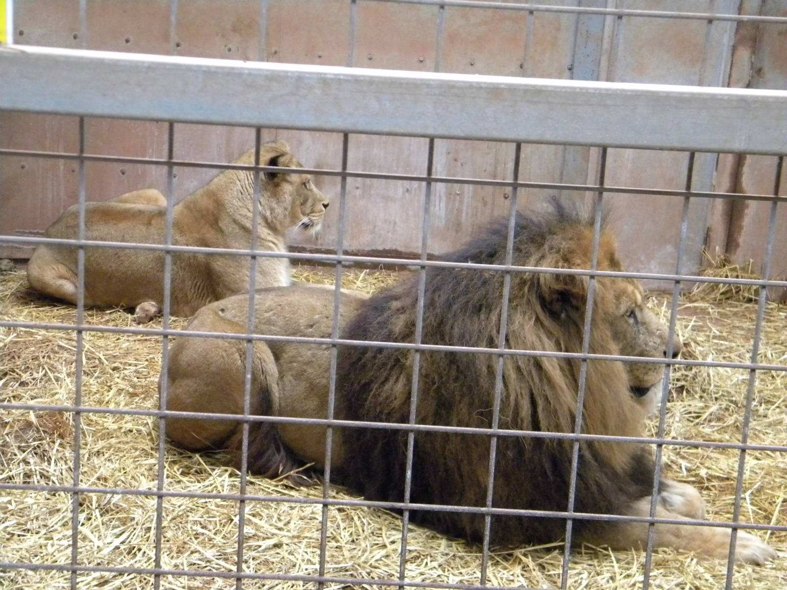 African Lion'Shikar'.