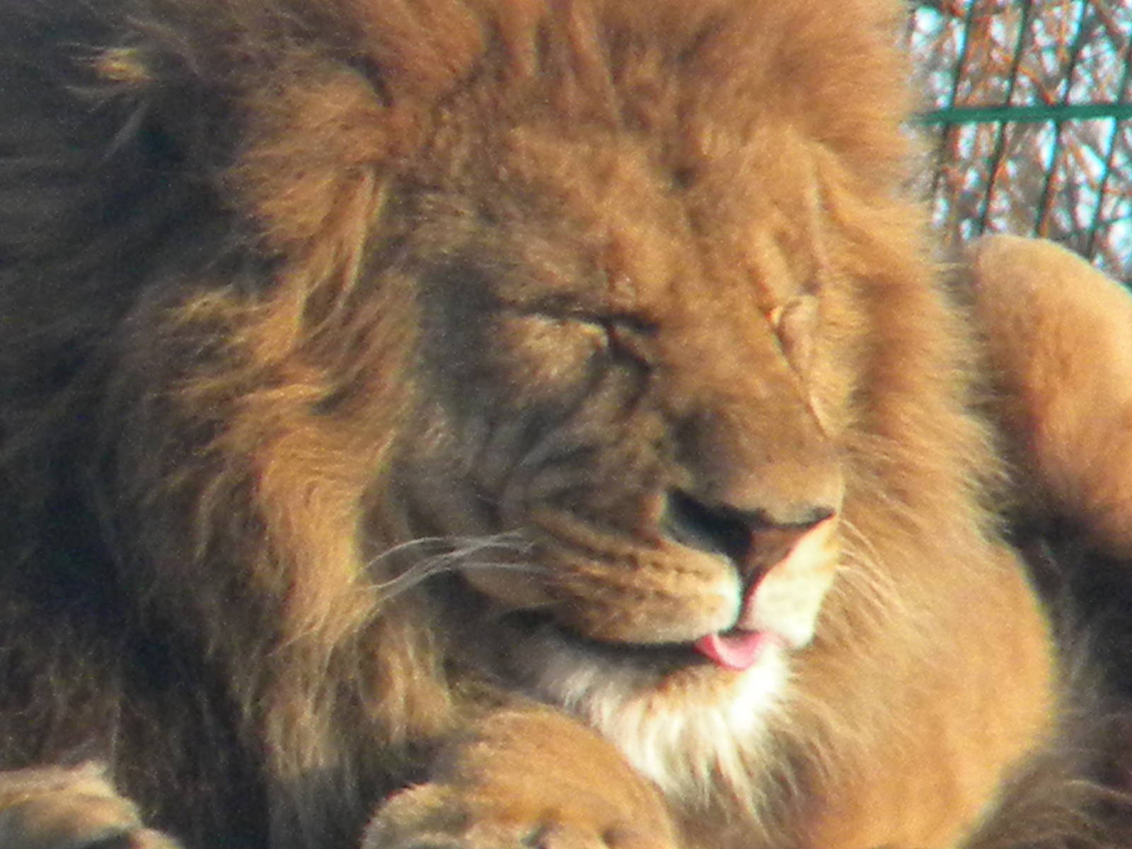 African Lion'Wallace'.