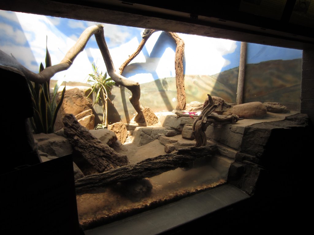 African Lizard exhibit