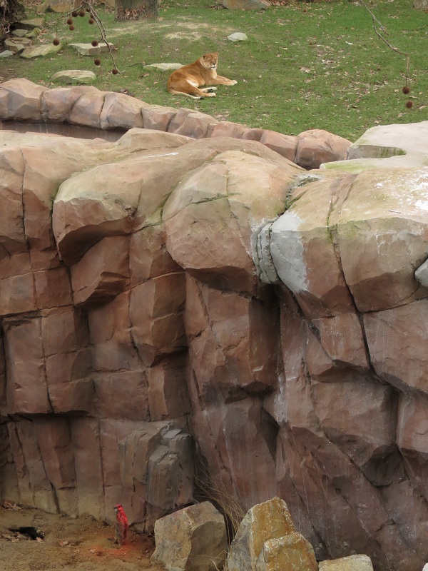 African Loin and Meerkat Enclosure
