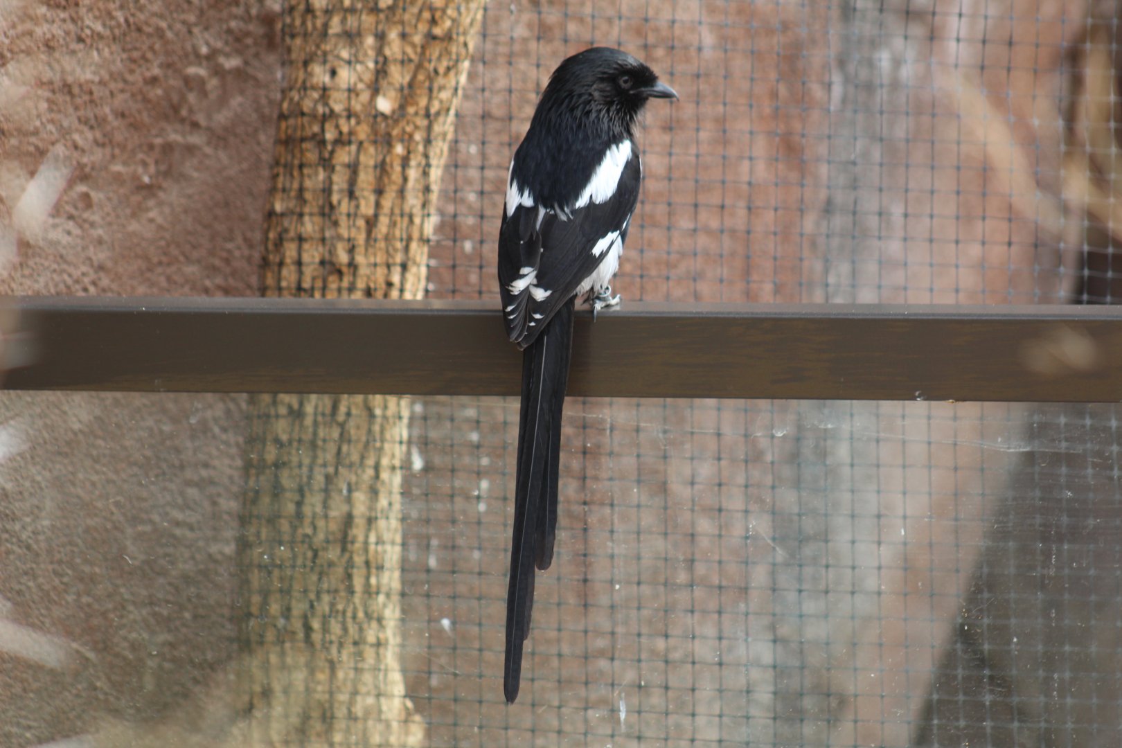 African Long-Tailed Shrike
