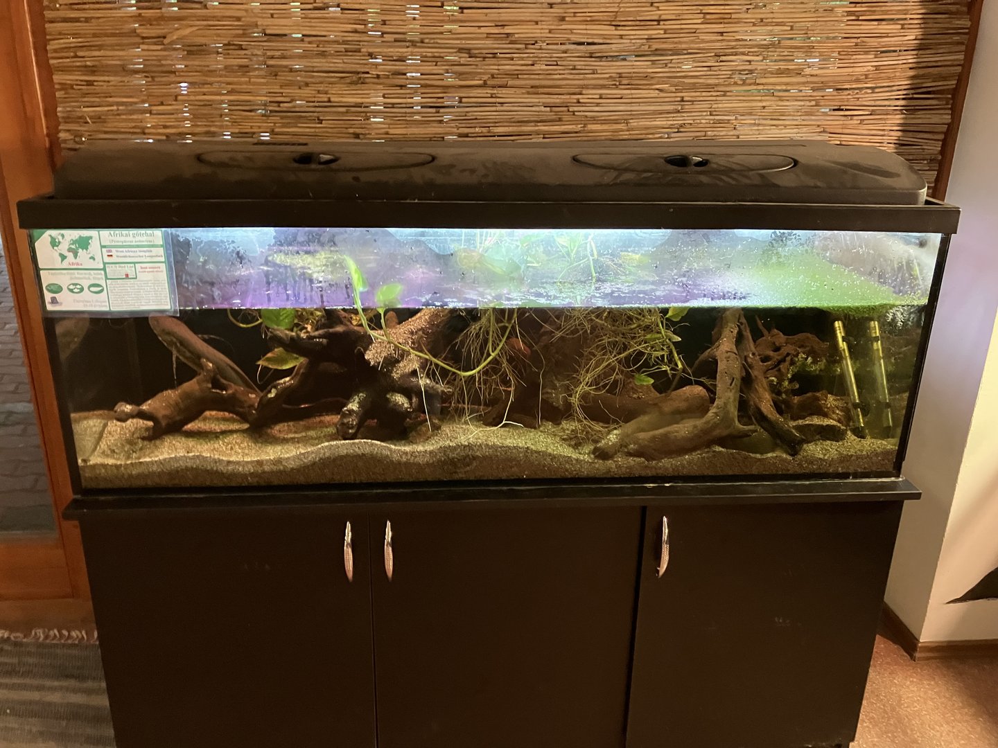 African lungfish aquarium