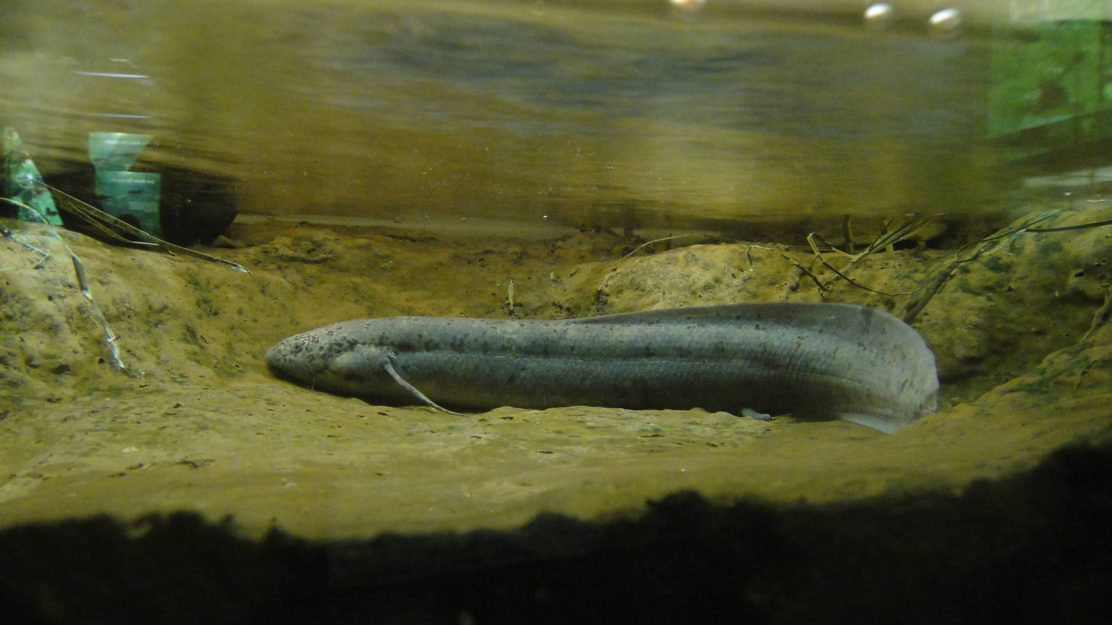 African lungfish at Bronx zoo 2014-12-29