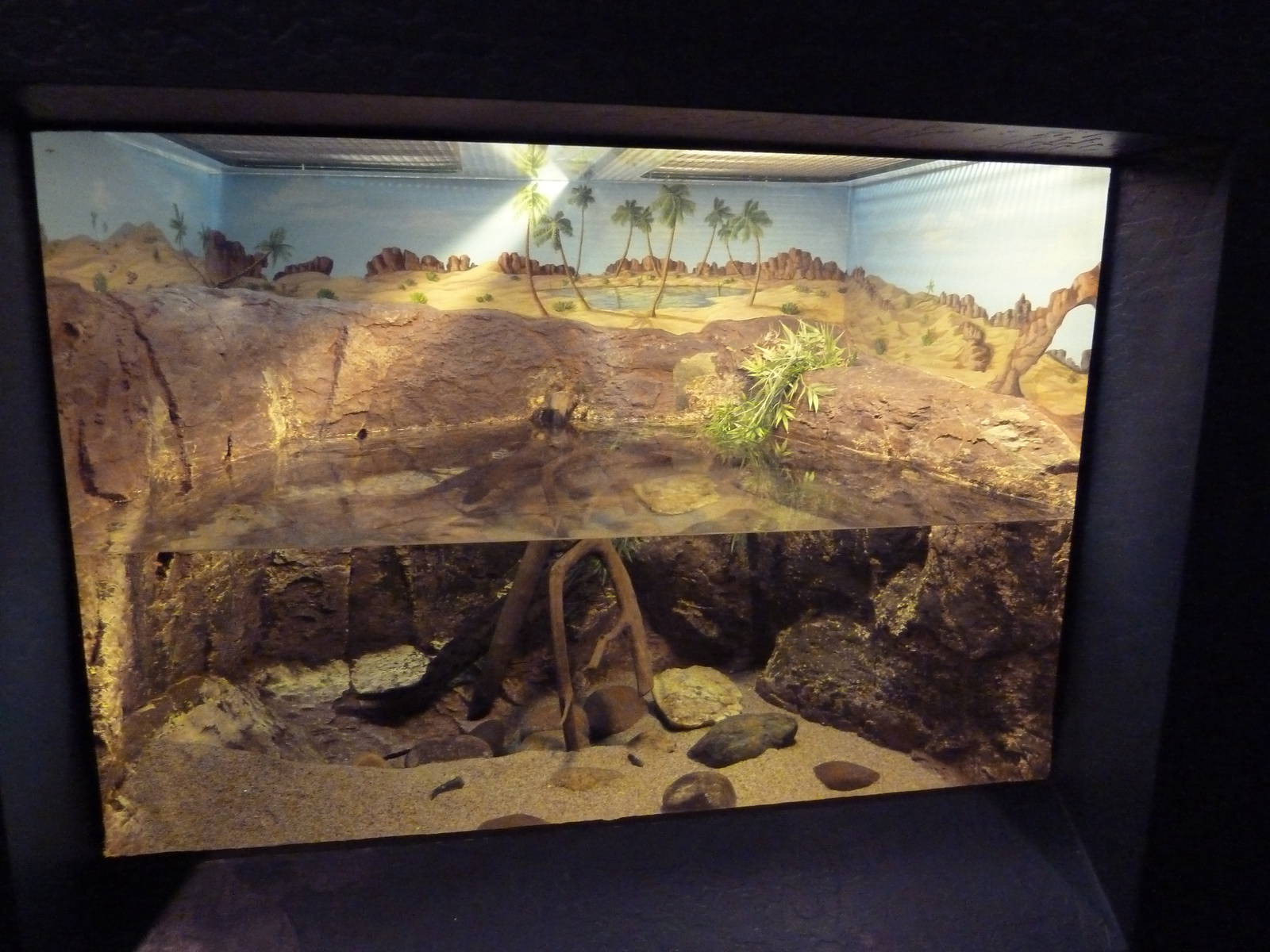 African Lungfish Exhibit