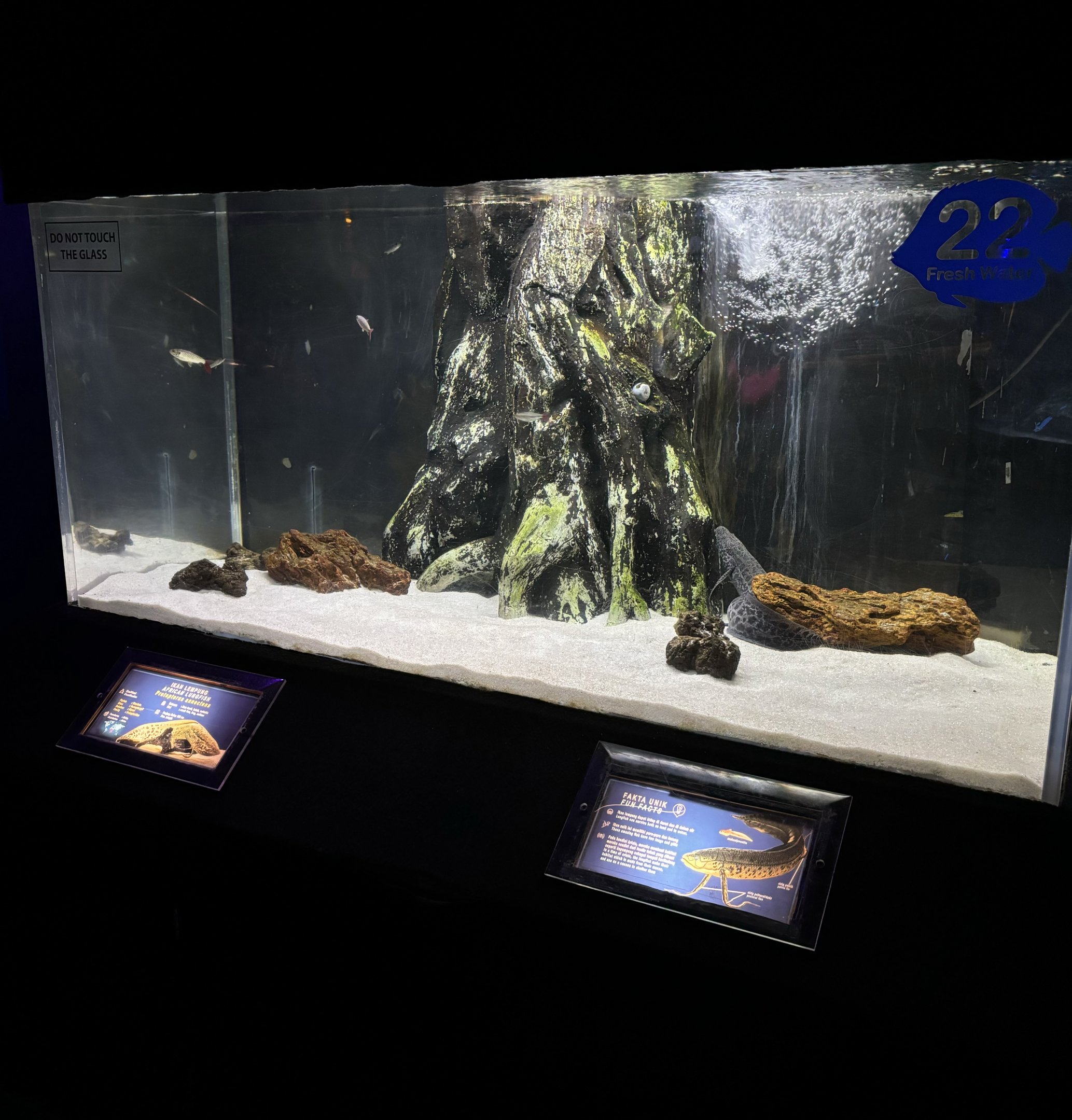 African Lungfish Exhibit