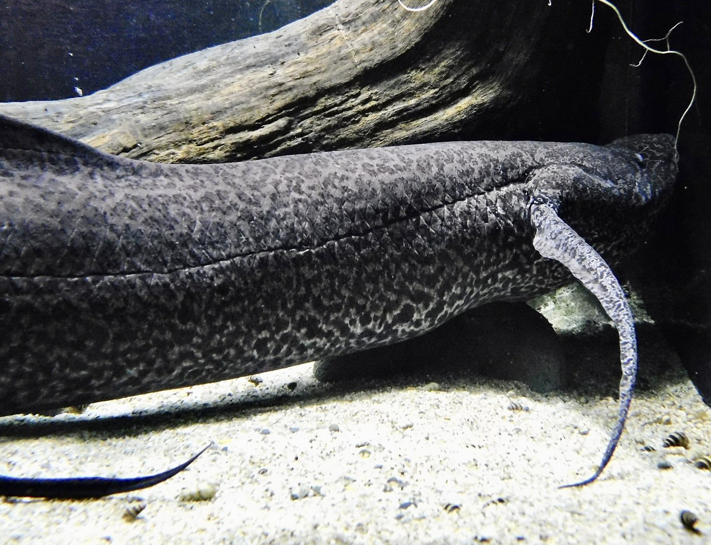 African Lungfish (Protopterus aethiopicus) - Kawasui Kawasaki Aquarium November 19, 2025