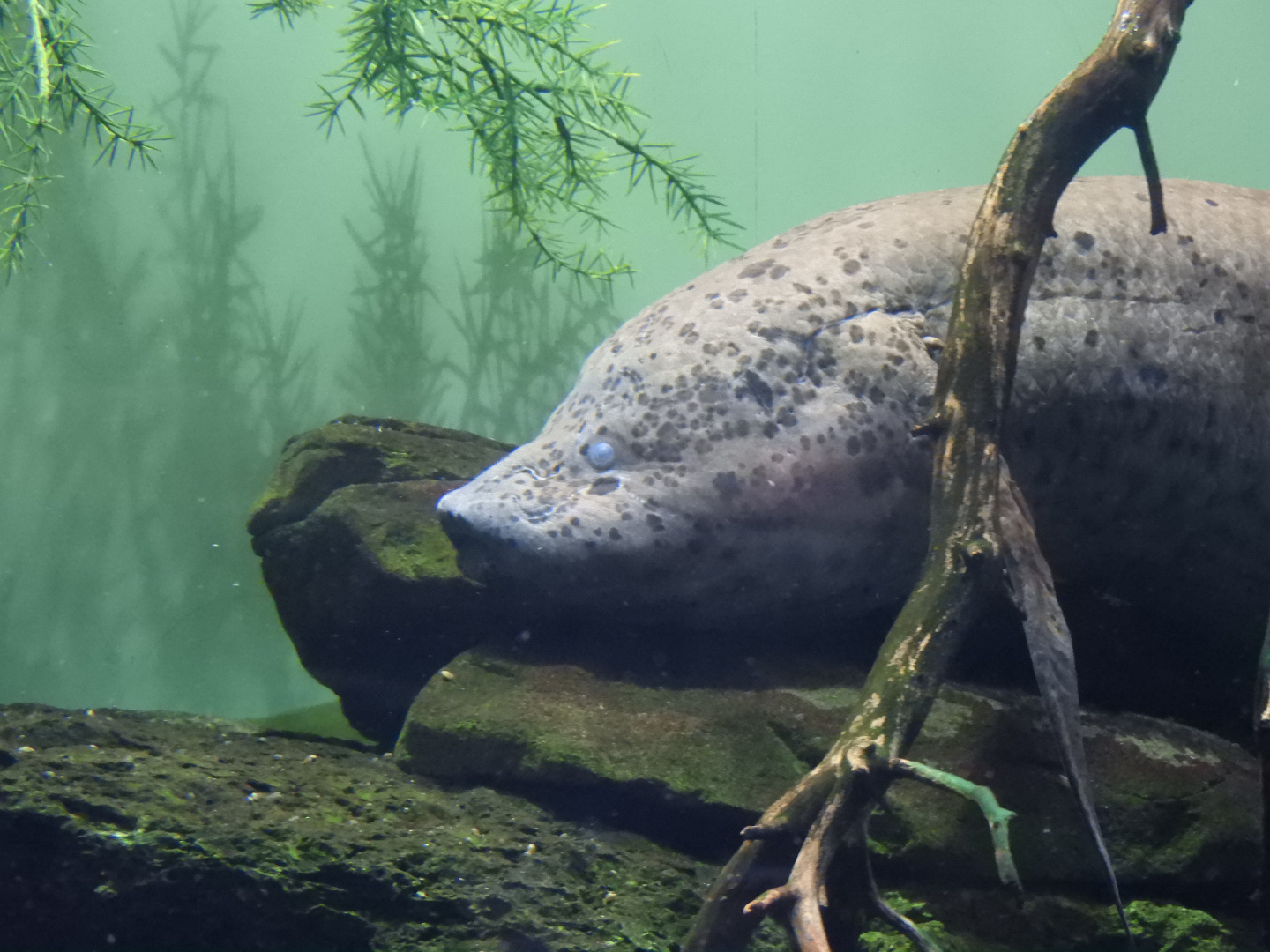 African Lungfish (Protopterus annectens)