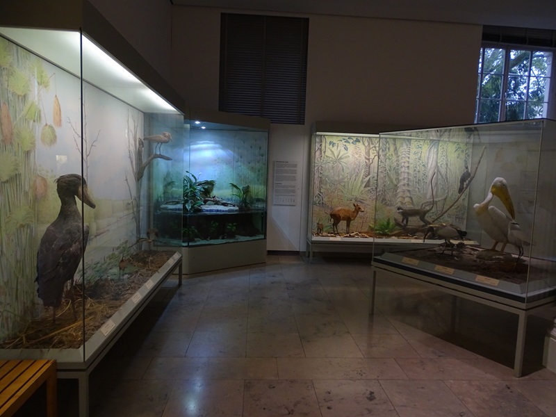 African lungfish tank and African displays