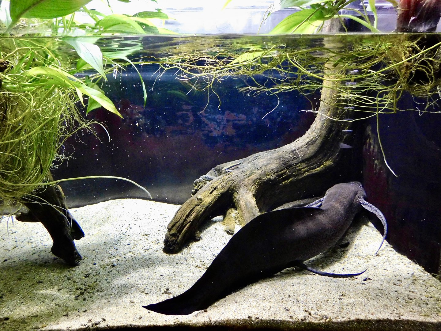 African Lungfish Tank - Kawasui Kawasaki Aquarium October 8, 2025