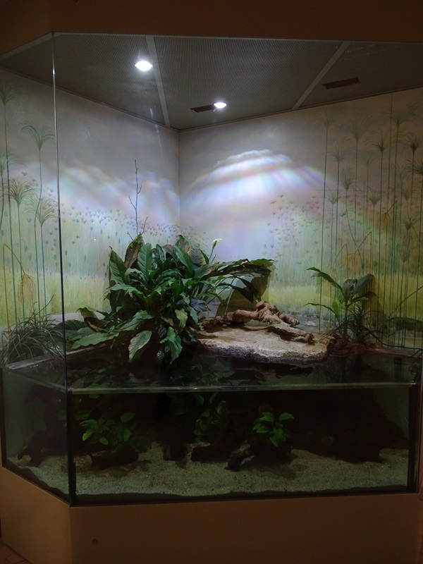 African lungfish tank