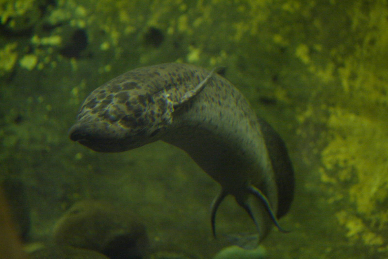 African lungfish