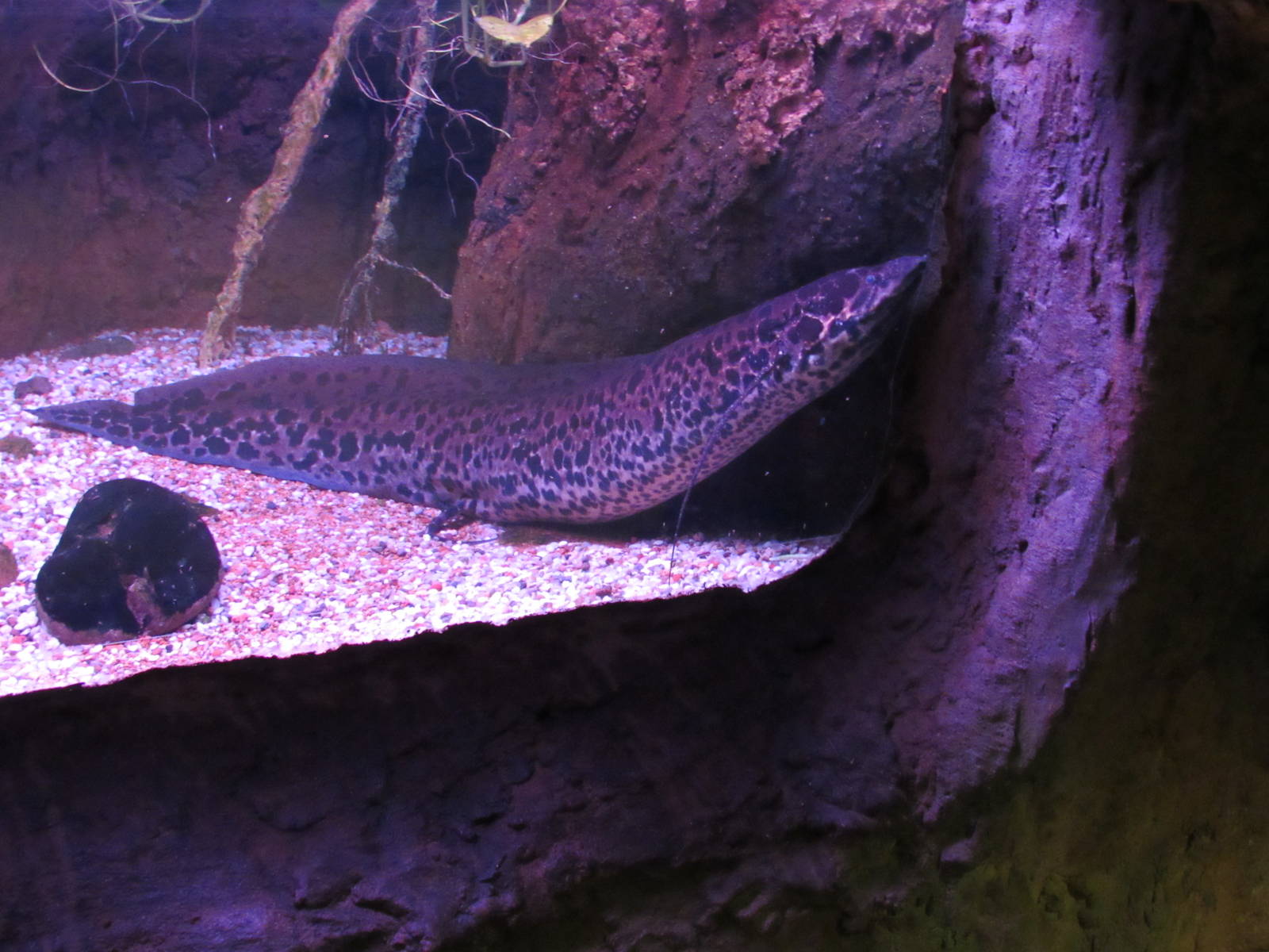 African Lungfish