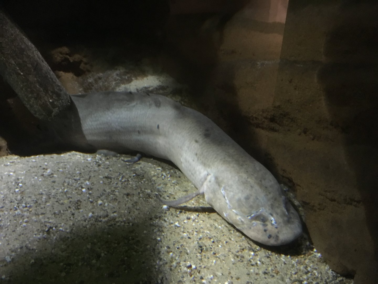 African lungfish