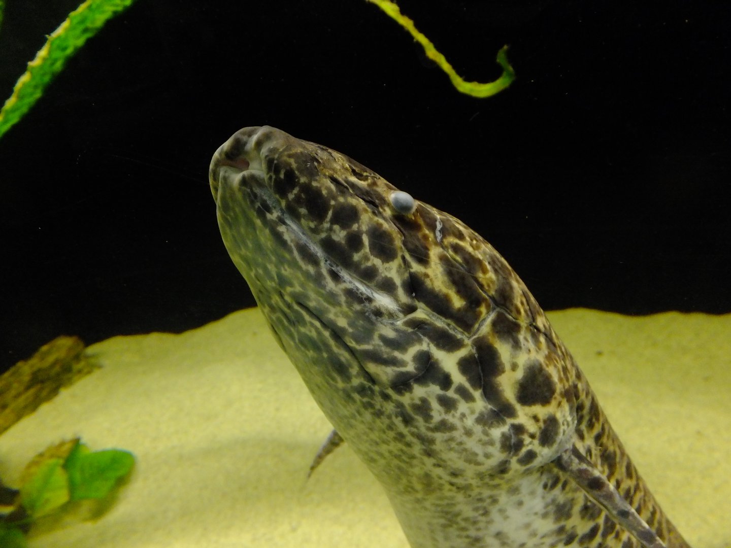 African lungfish