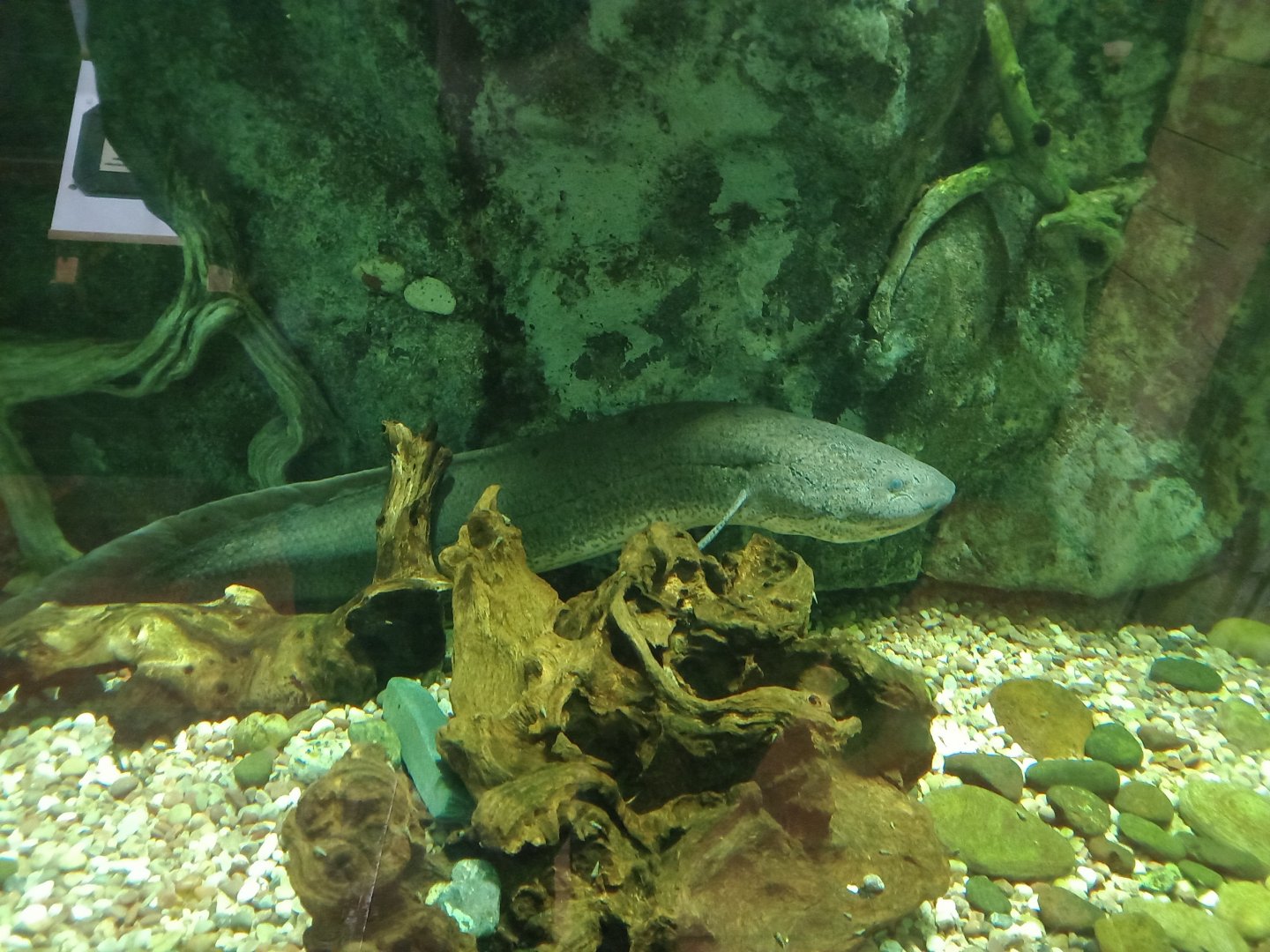 African Lungfish