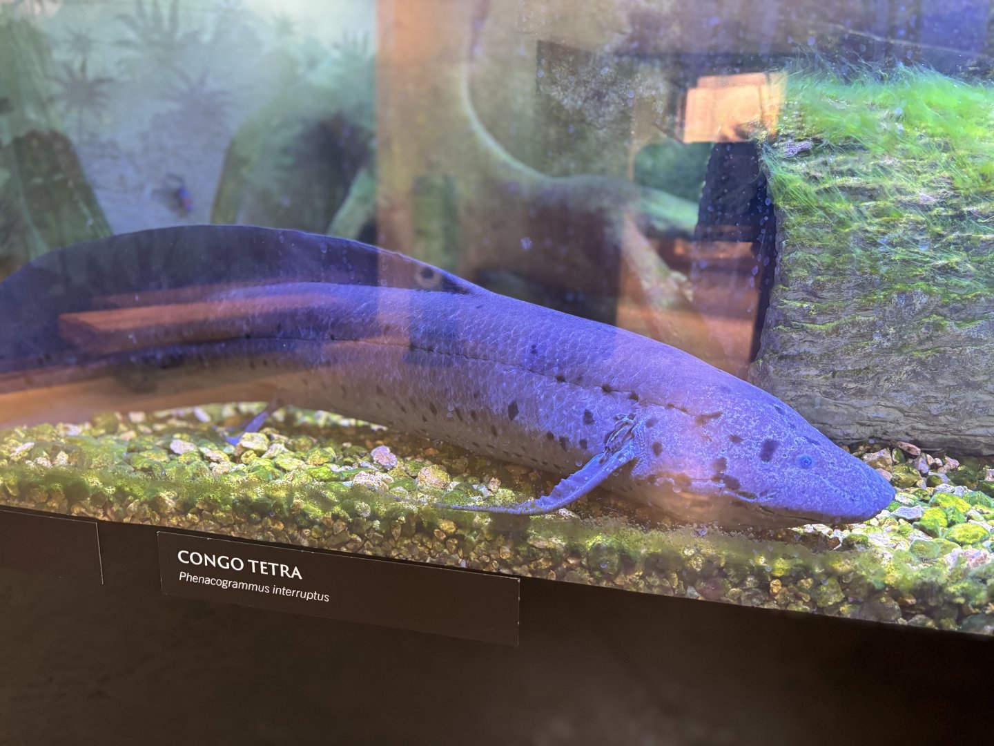 African Lungfish