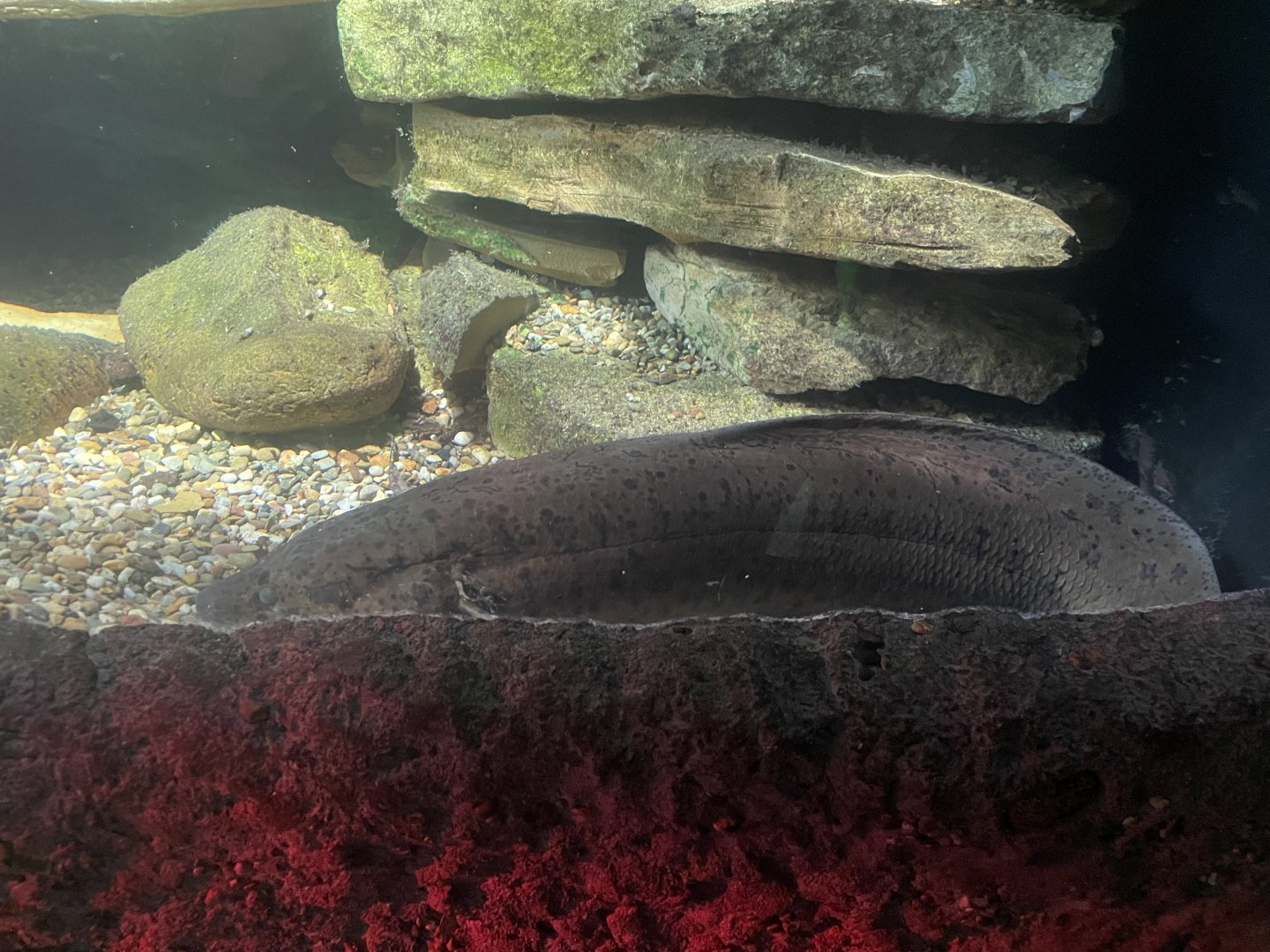 African Lungfish