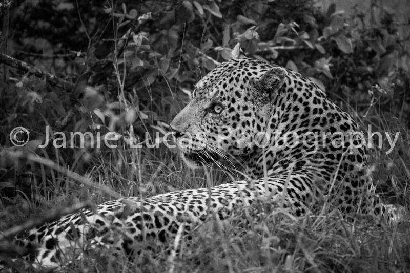 African Male Leopard