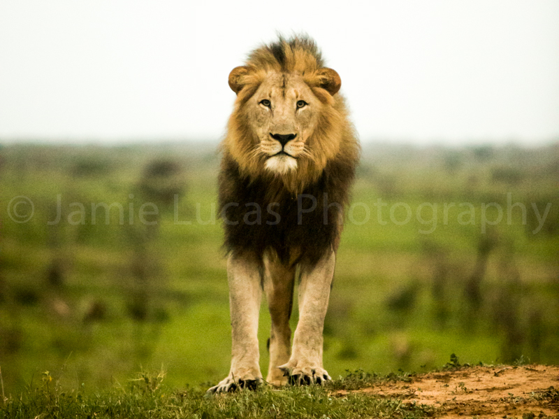 African Male Lion
