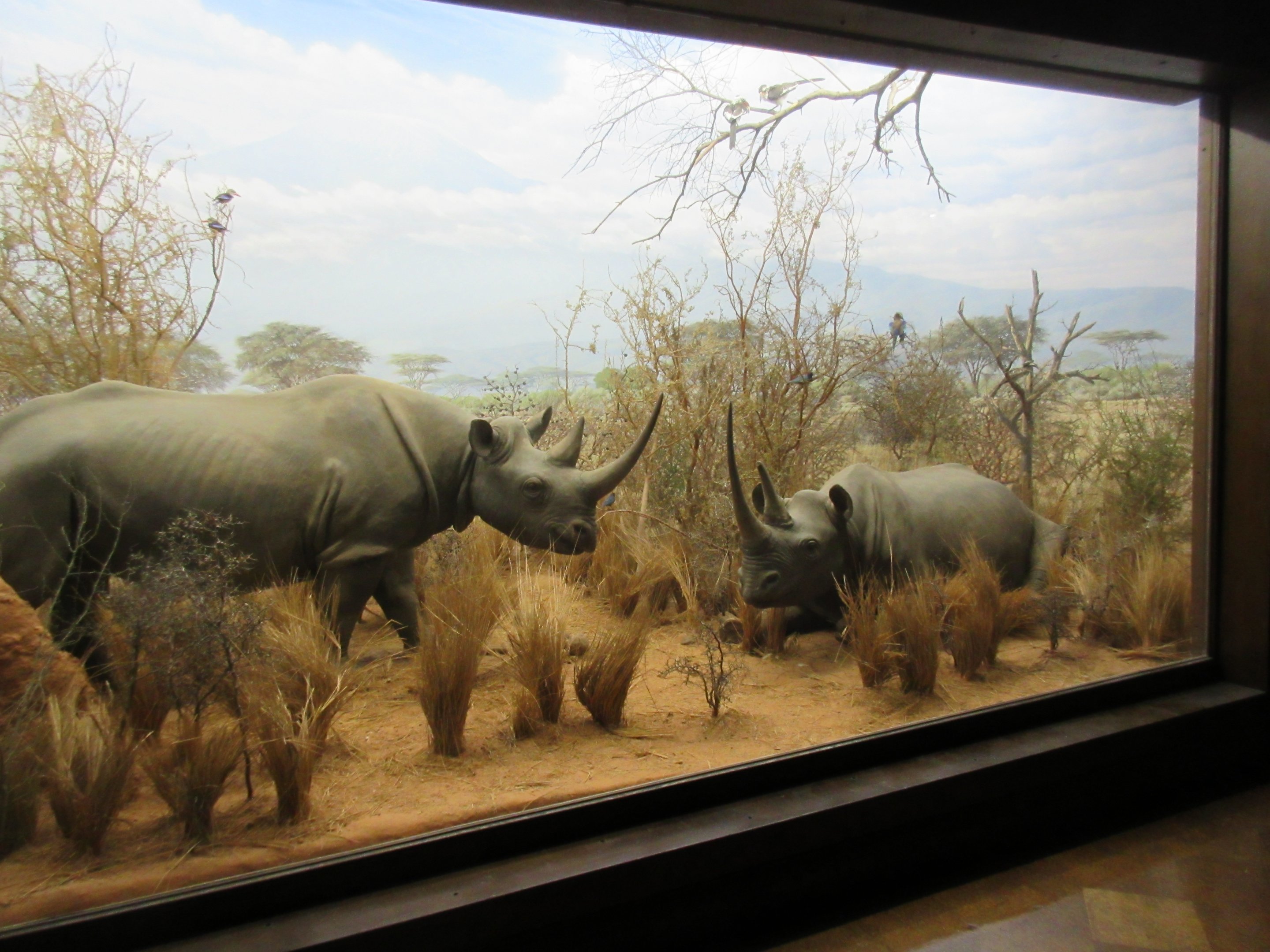 African Mammal Hall