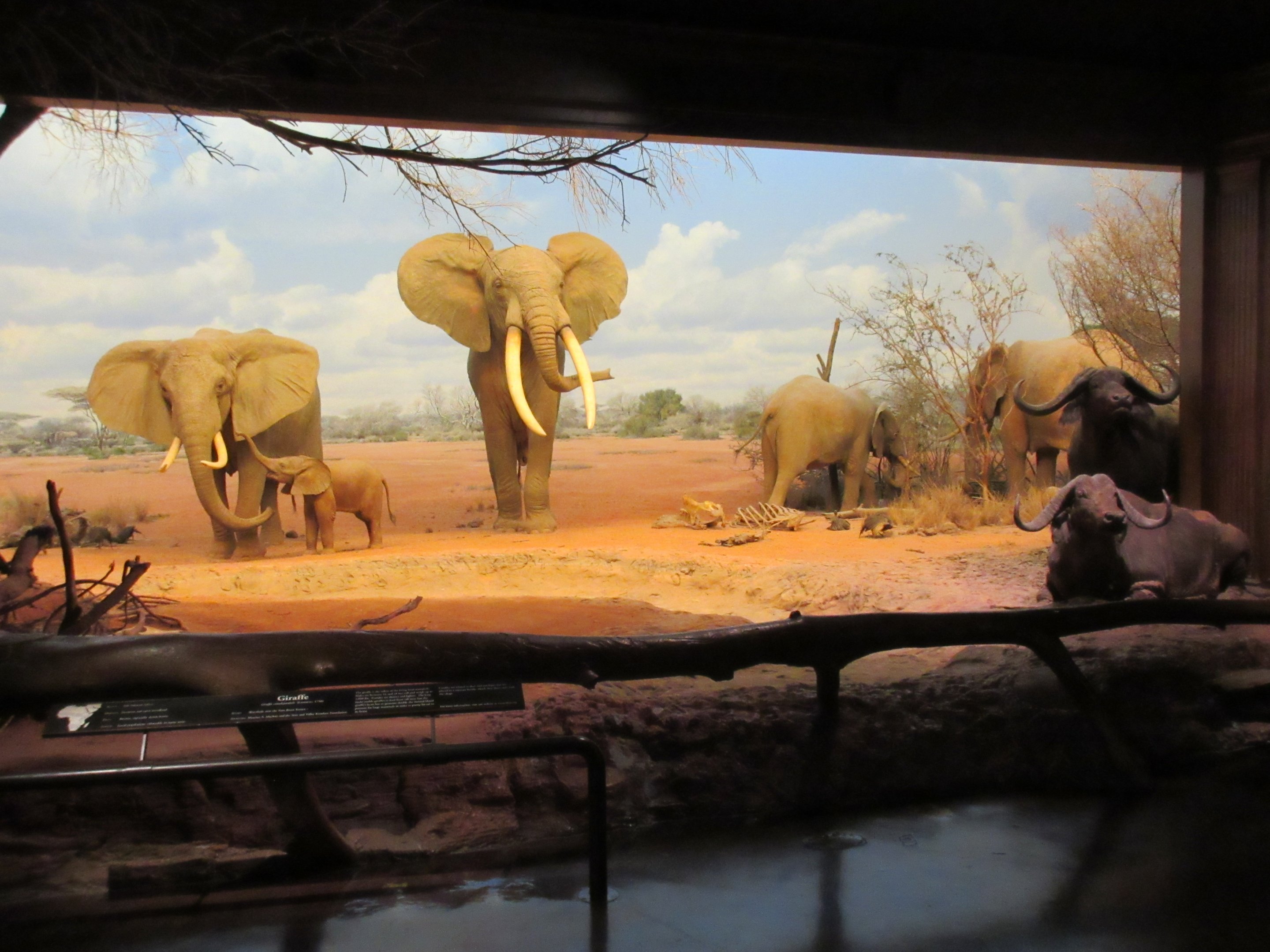 African Mammal Hall