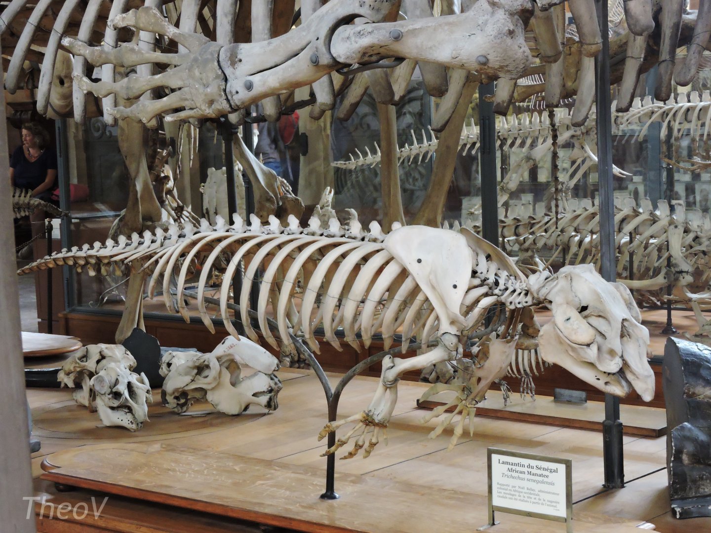 African manatee [2015]