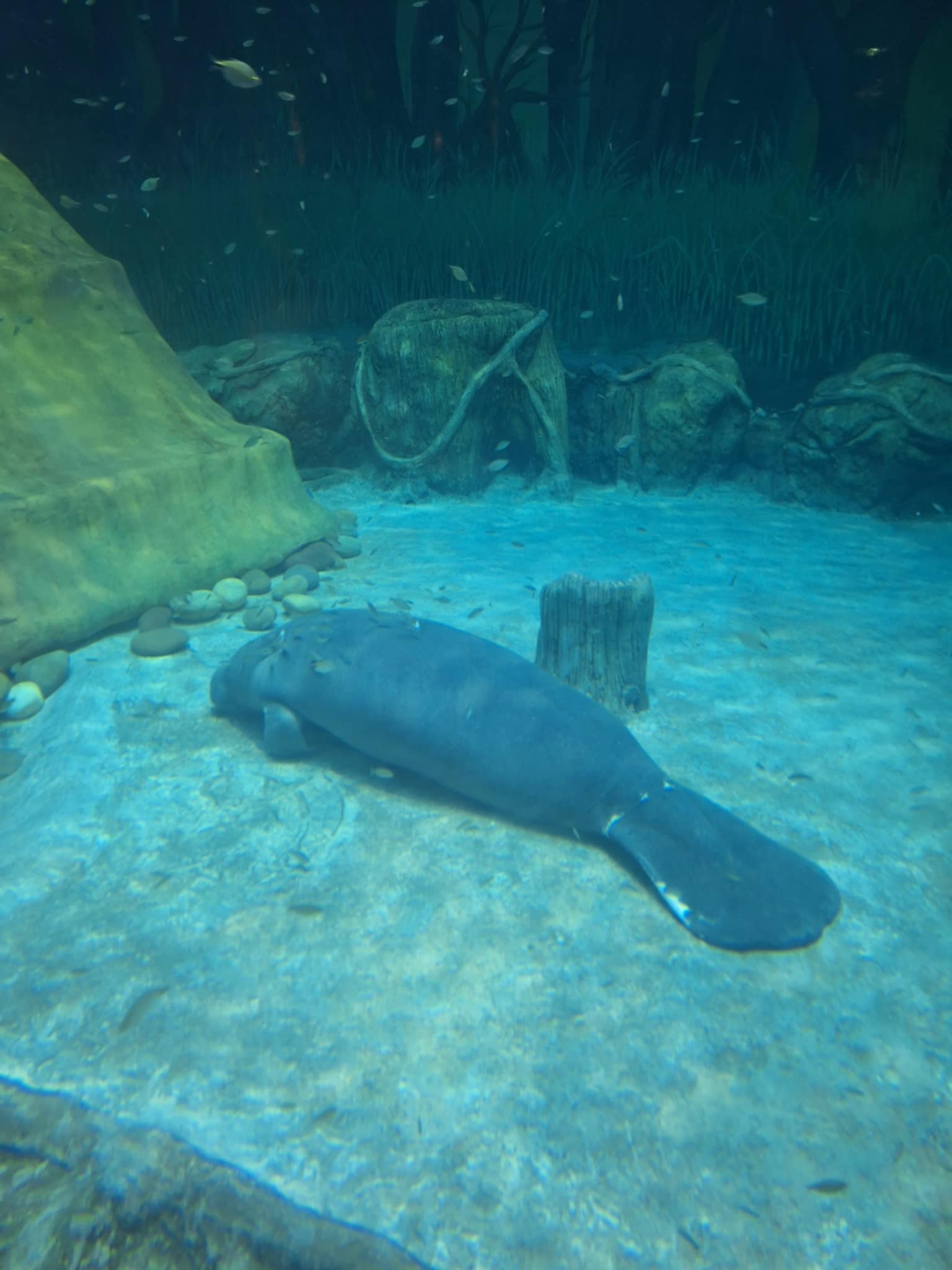 African manatee - Abu Dhabi National Aquarium