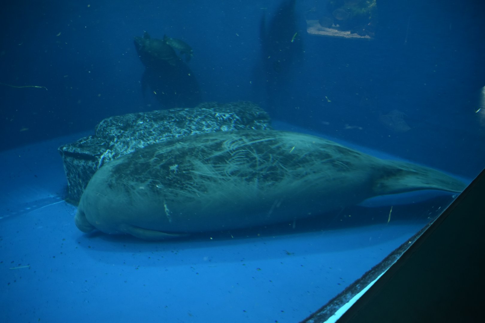 African Manatee ~ October 28th 2022