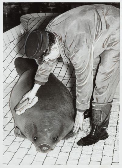 African manatee or Lamantin