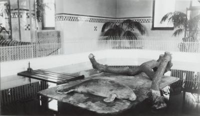 African Manatee or Lamantin