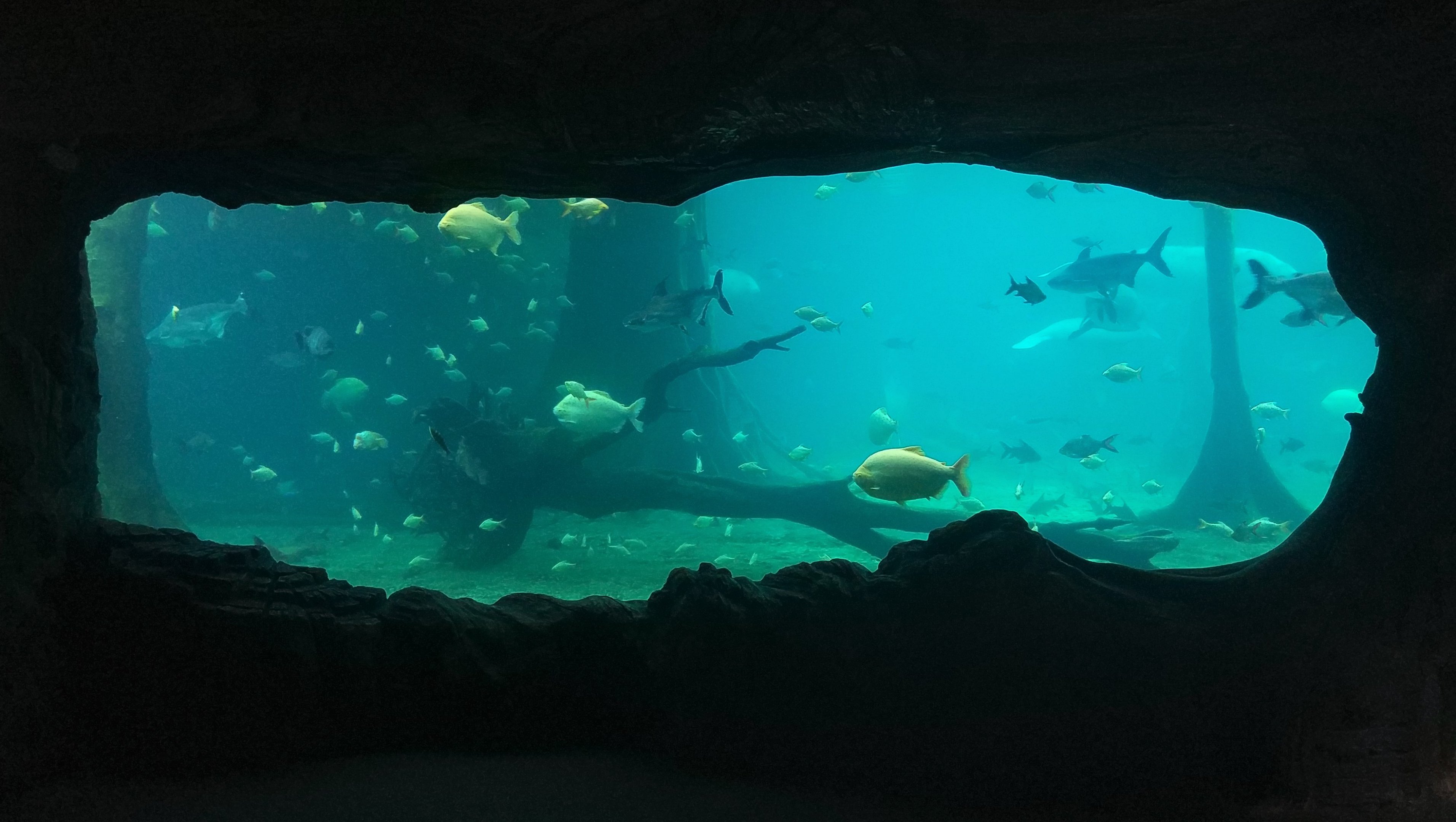 African Manatee Tank Viewing