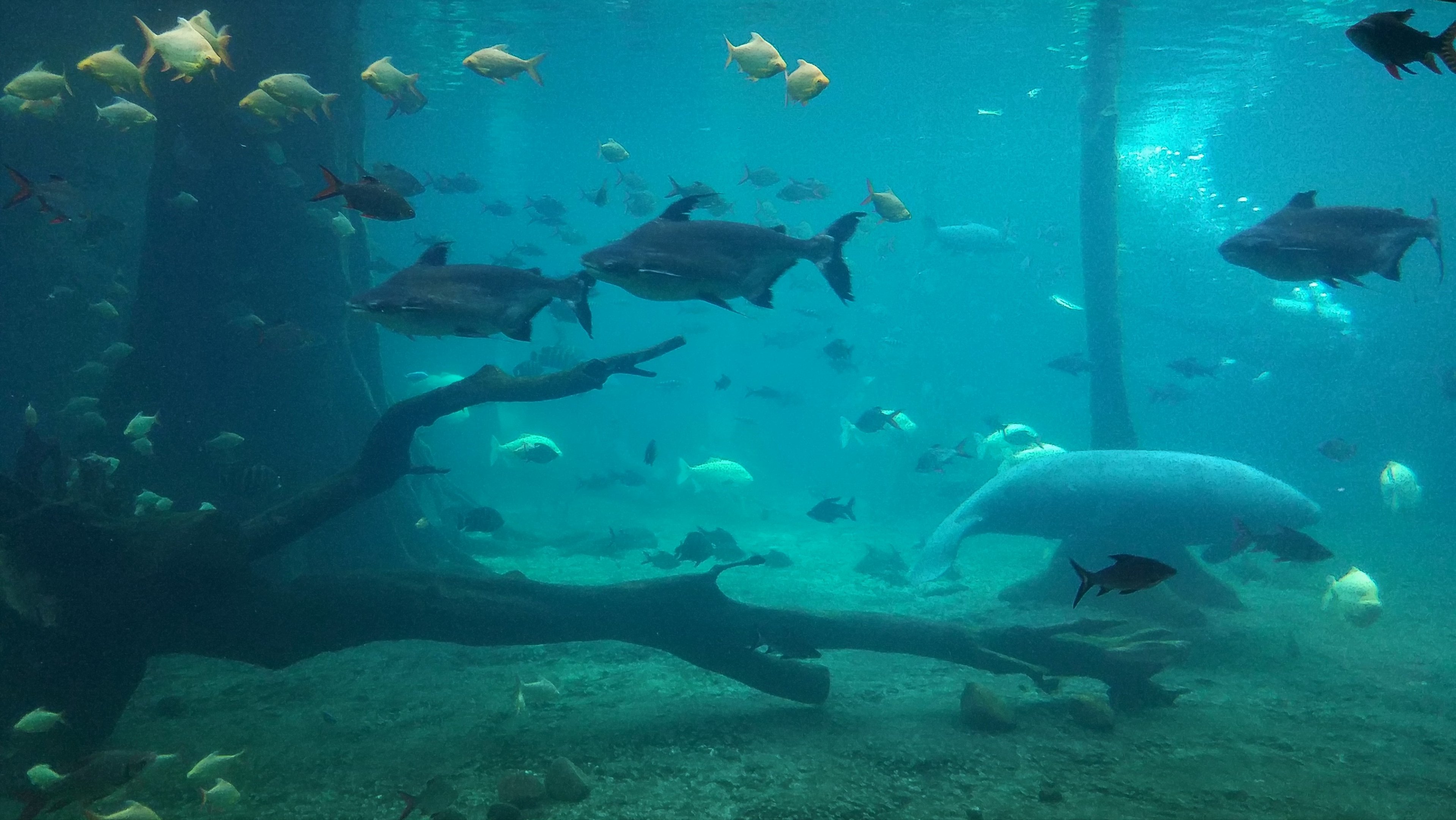 African Manatee Tank