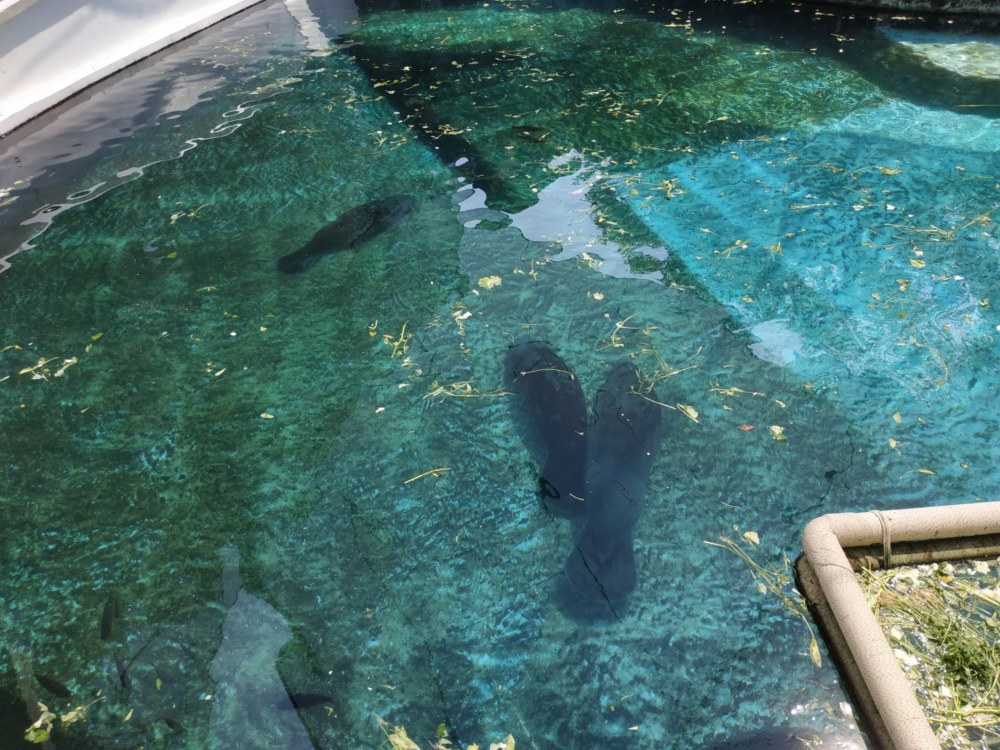 African manatee  TOP VIEW