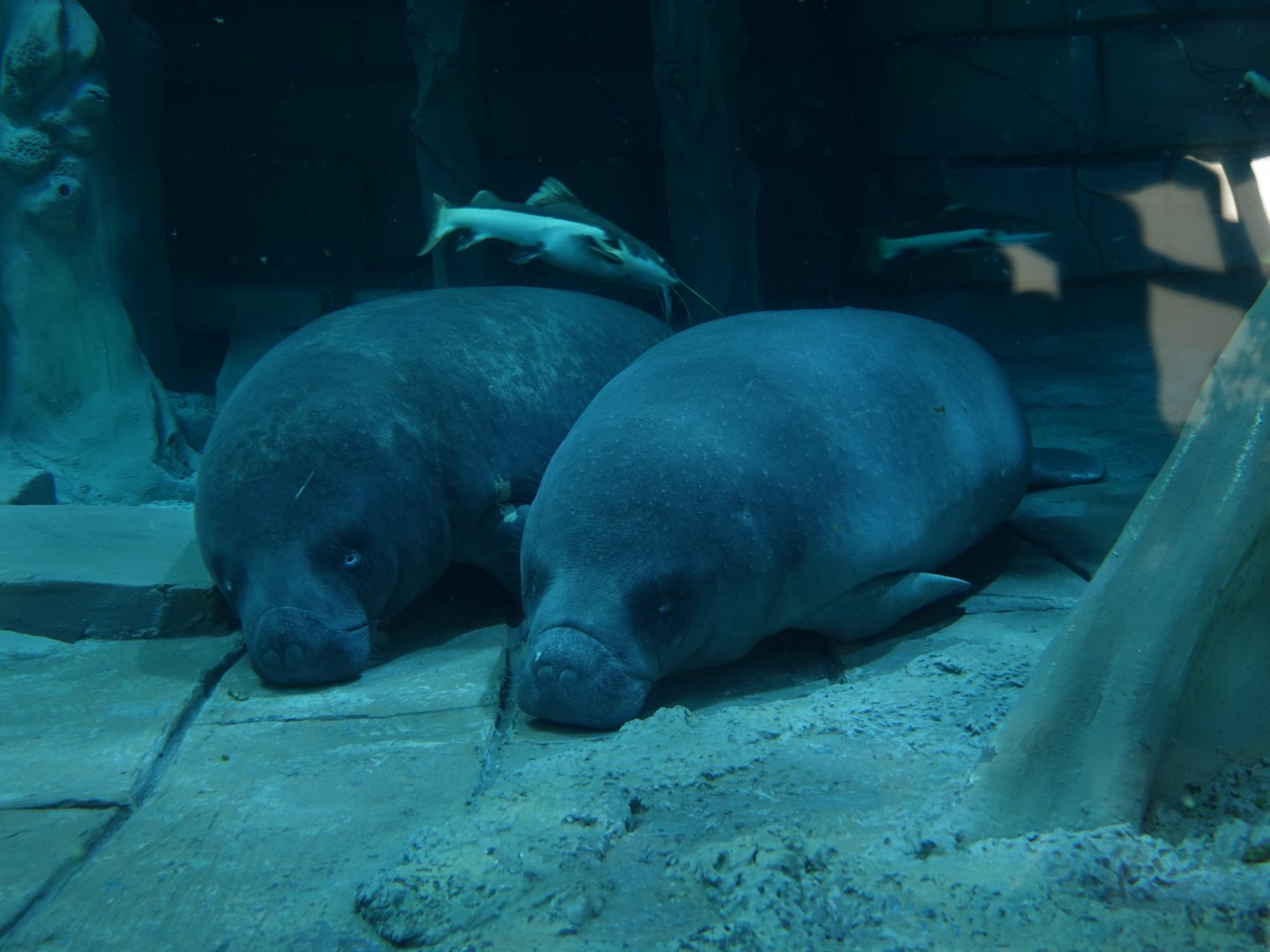 African manatee - Trichechus senegalensis - 16.04.2018