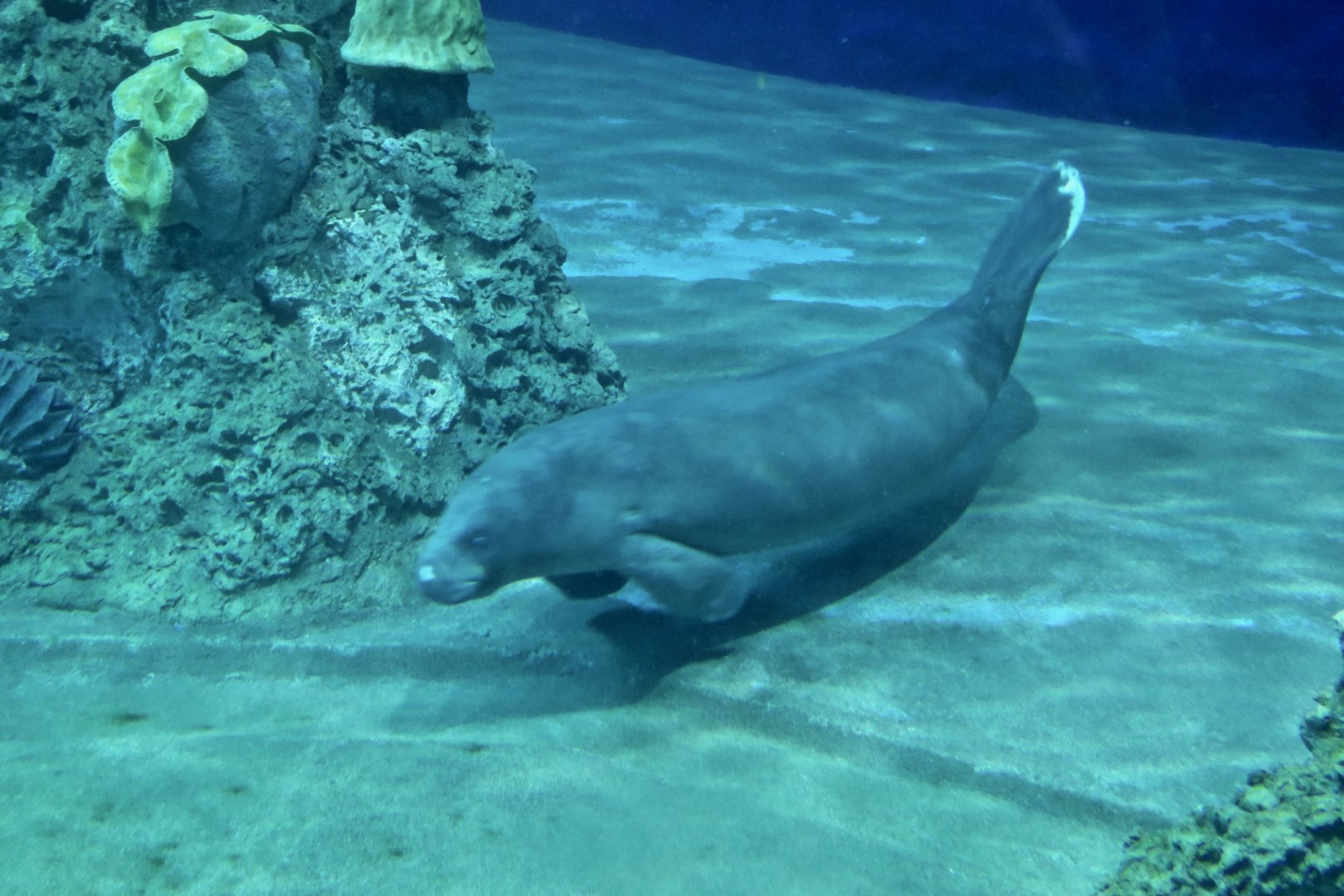 African Manatee (Trichechus senegalensis) - Farglory Ocean Park