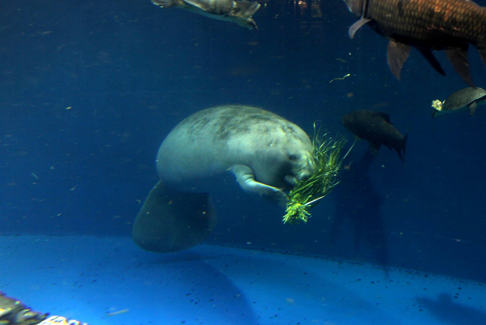 African manatee (Trichechus senegalensis)