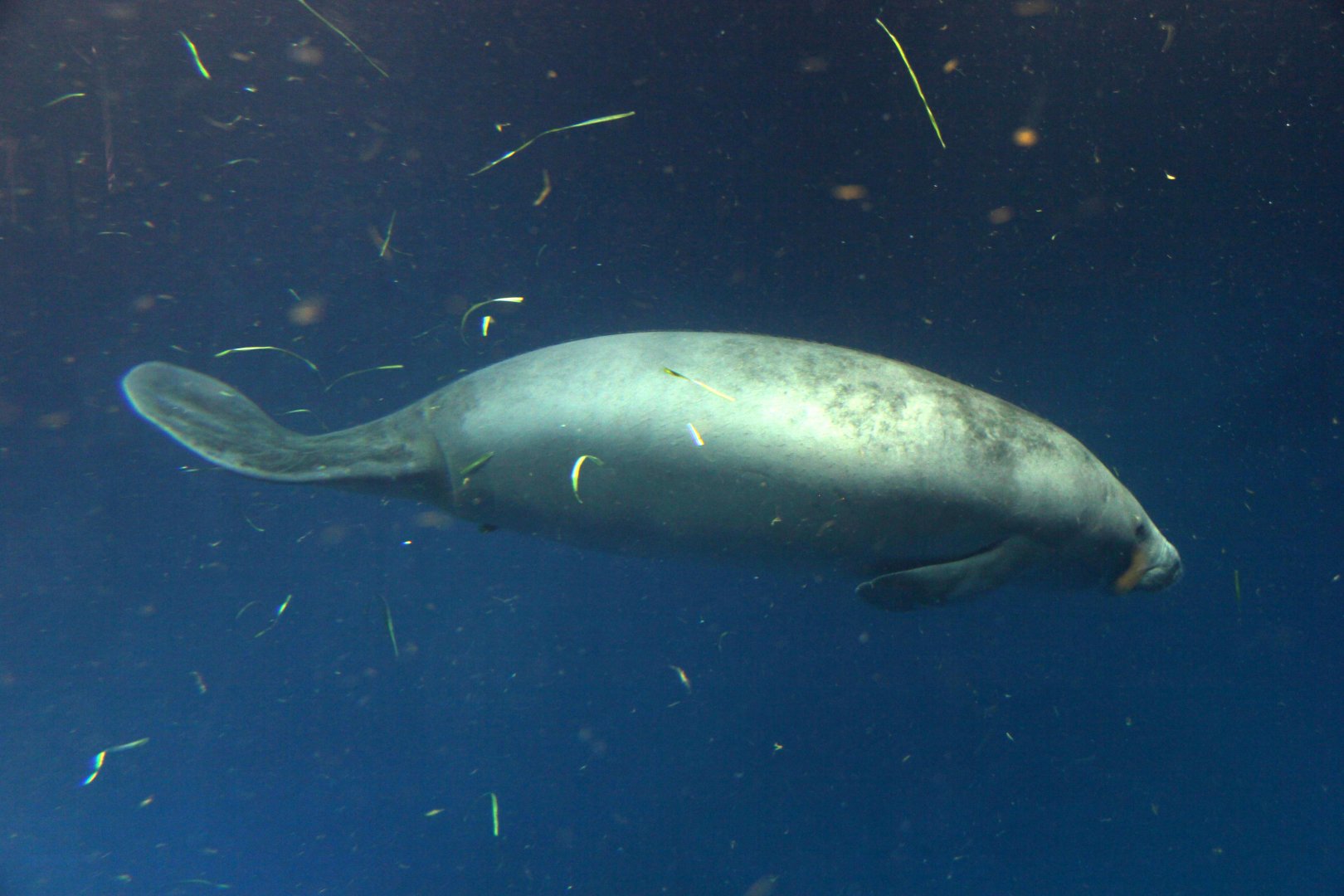 African manatee (Trichechus senegalensis)
