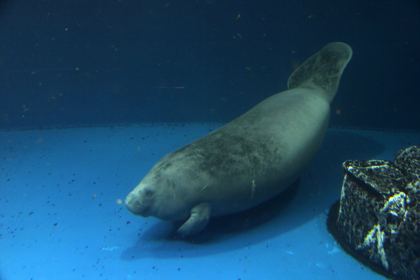 African manatee (Trichechus senegalensis)