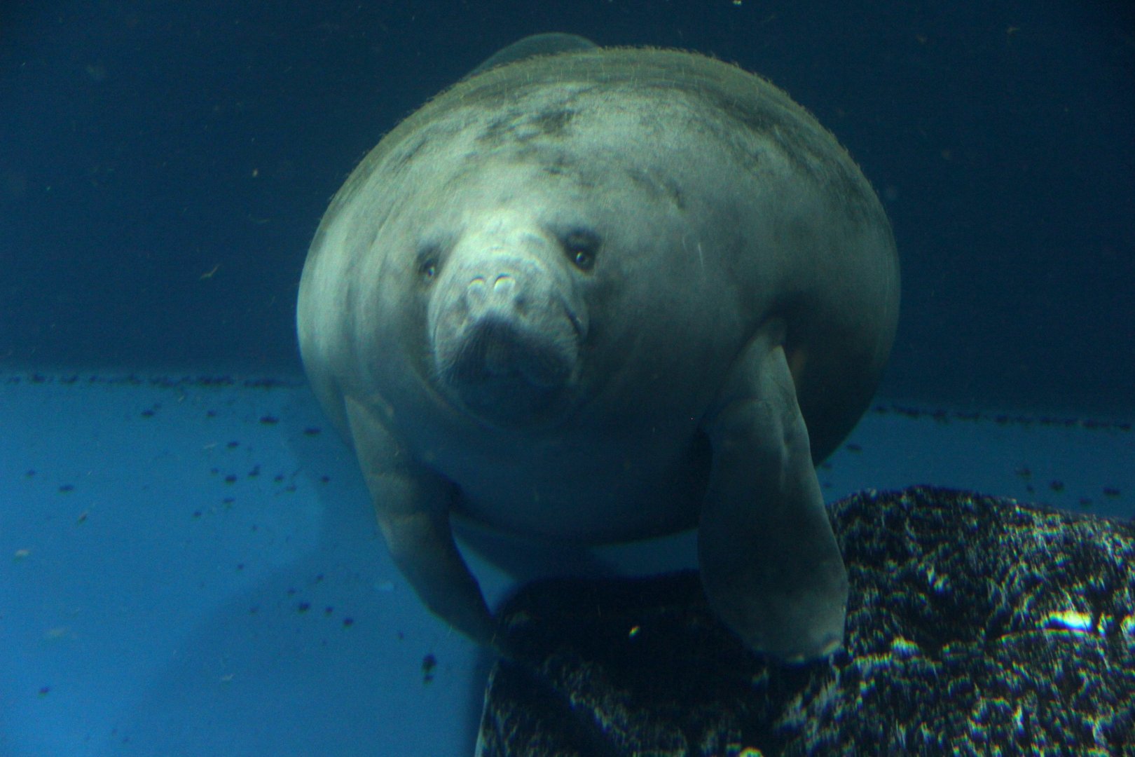African manatee (Trichechus senegalensis)