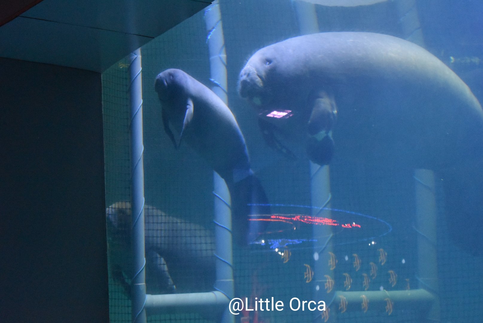African manatee (Trichechus senegalensis)