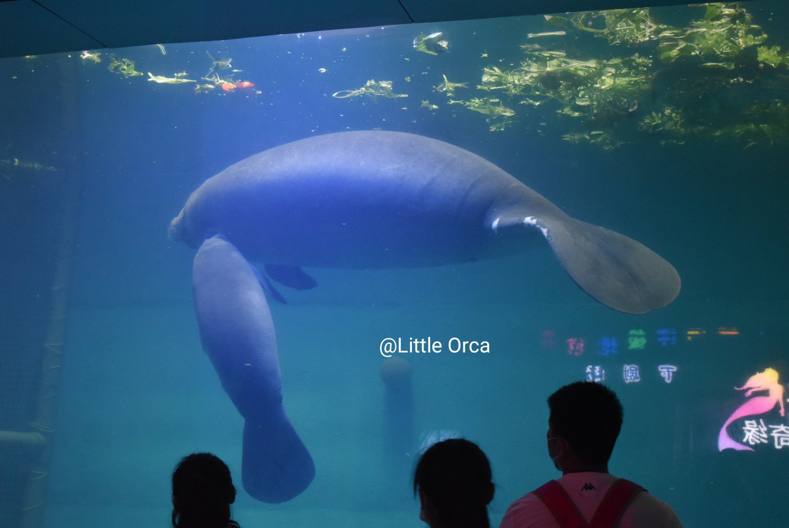 African manatee (Trichechus senegalensis)