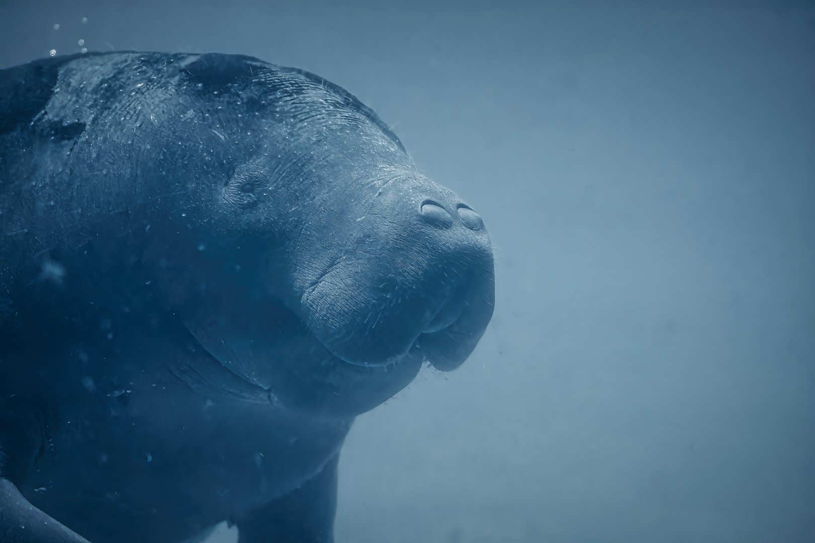 African manatee - Trichechus senegalensis