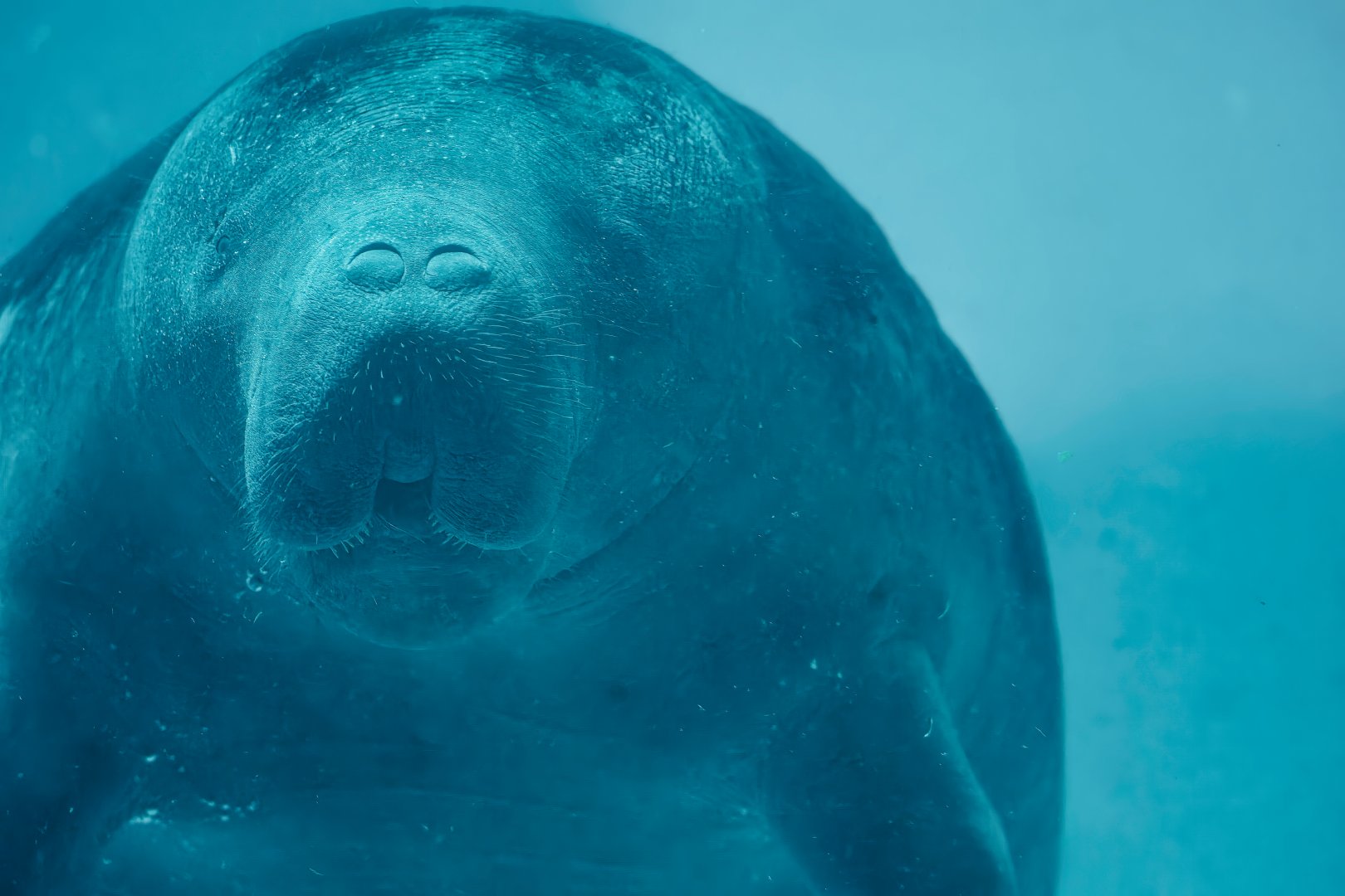 African manatee - Trichechus senegalensis