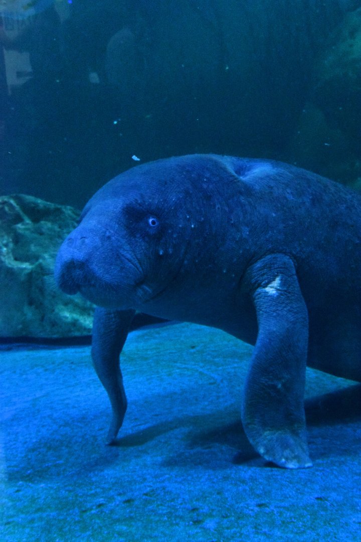 African manatee, Trichechus senegalensis