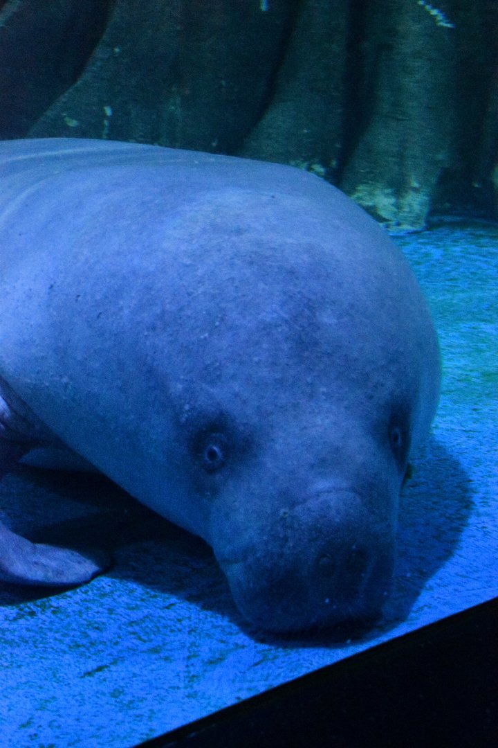 African manatee, Trichechus senegalensis