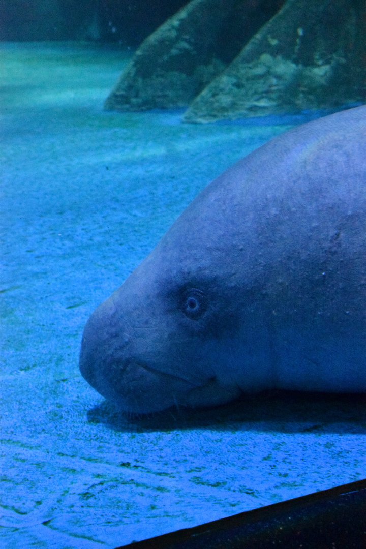 African manatee, Trichechus senegalensis