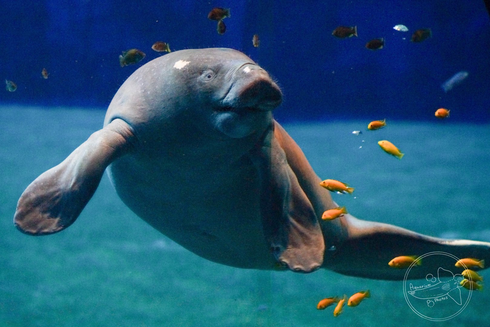 African Manatee (Trichechus senegalensis)