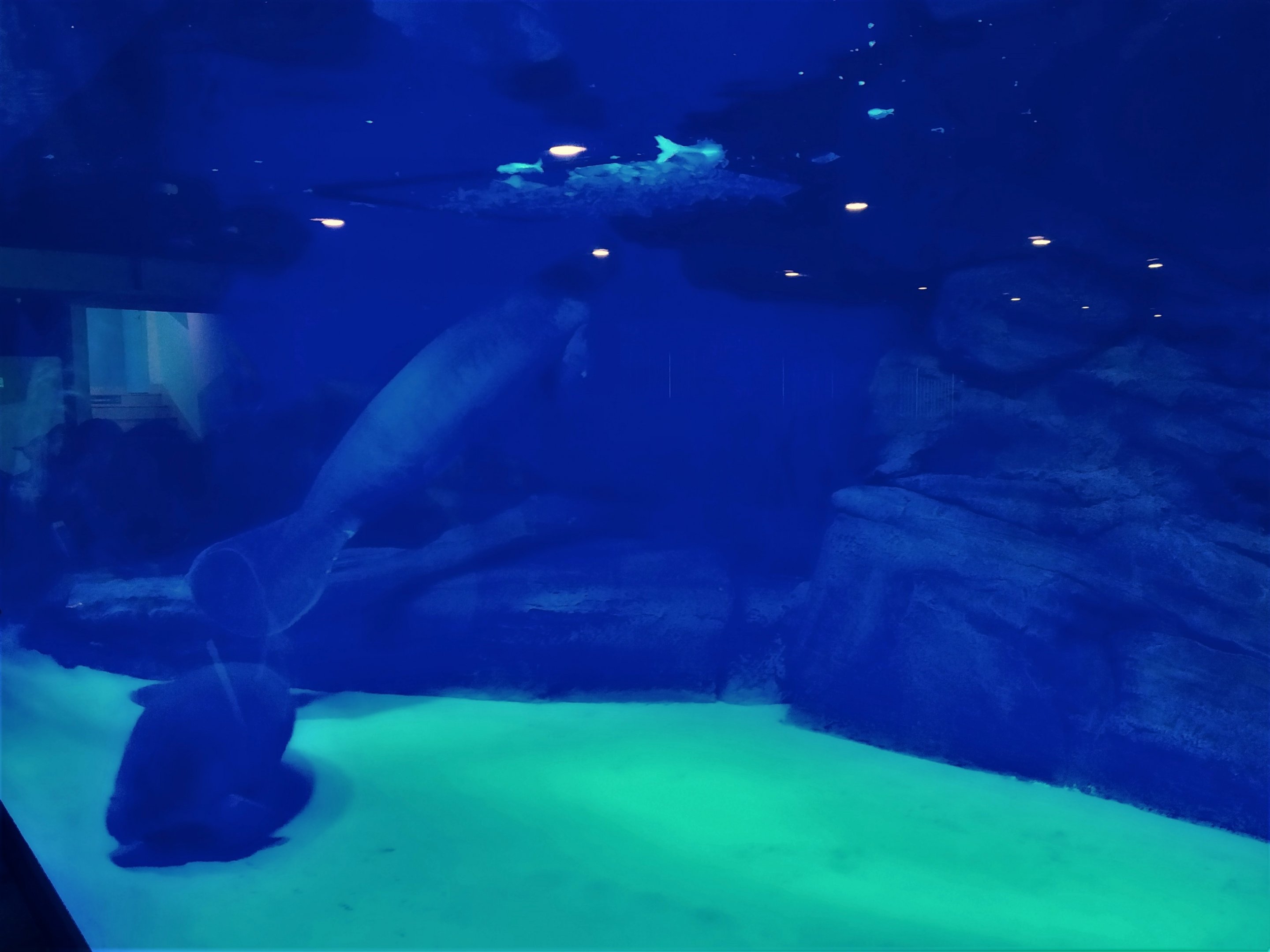 African Manatee Underwater Viewing