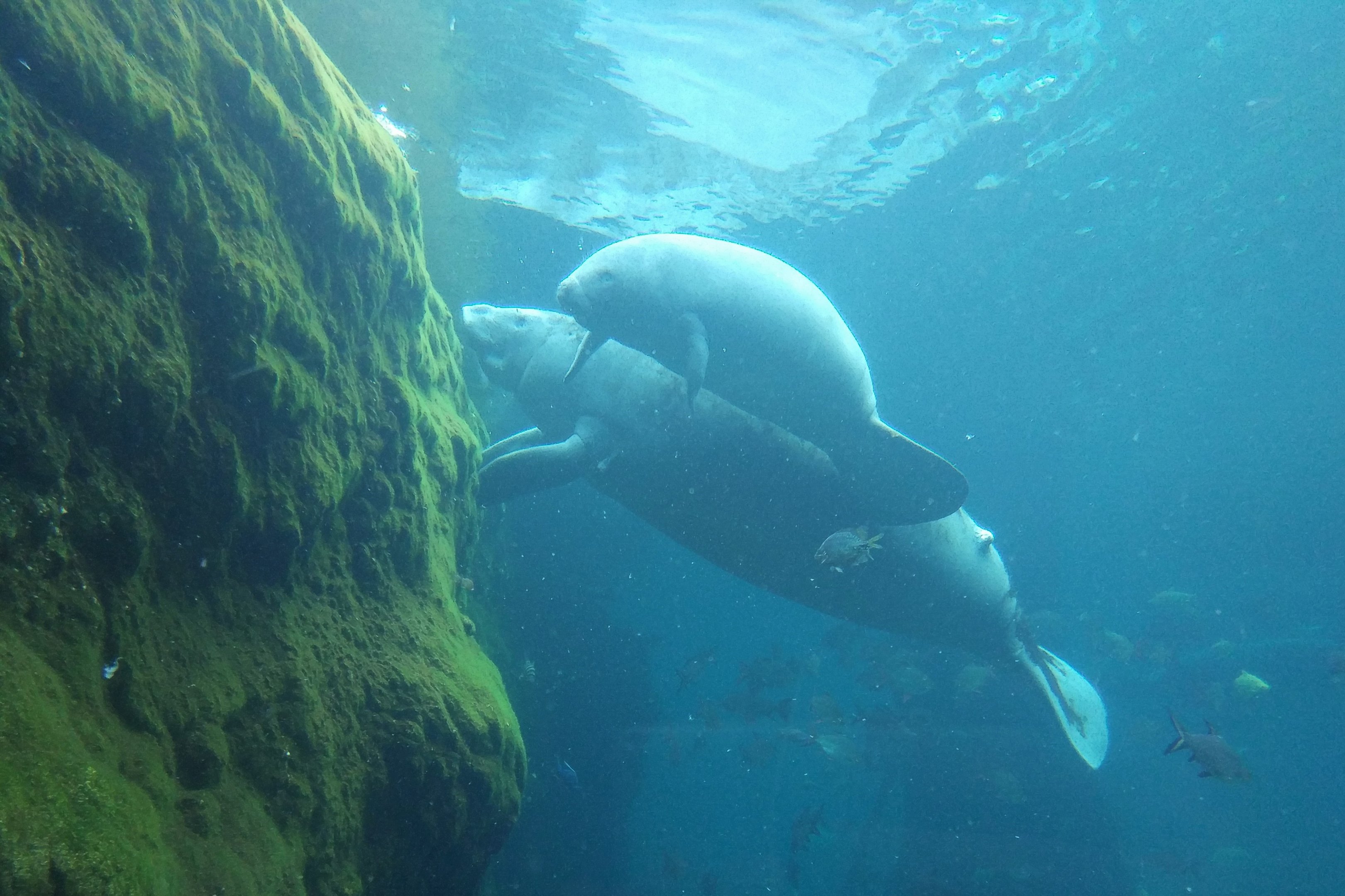 African Manatee with Calf