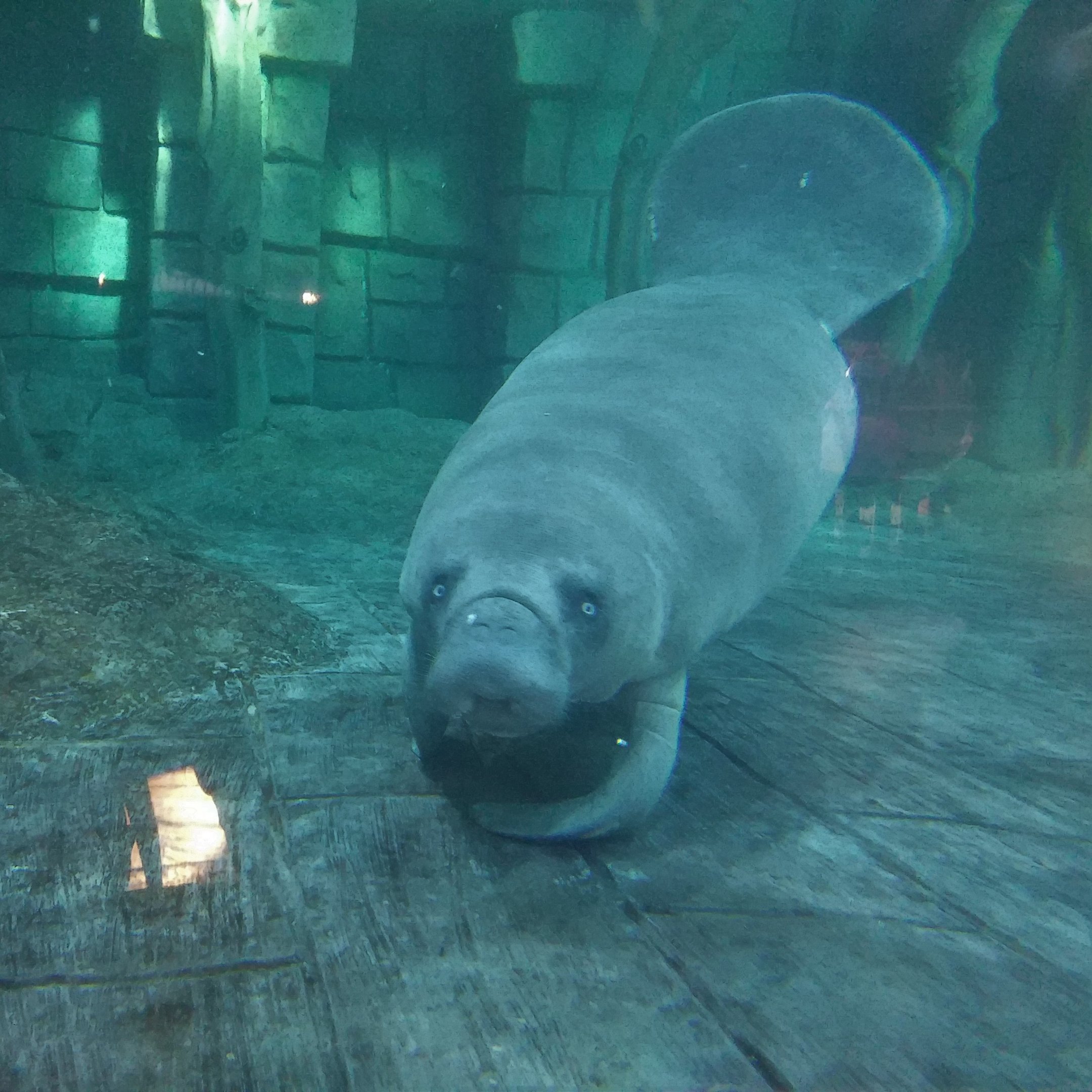 African Manatee